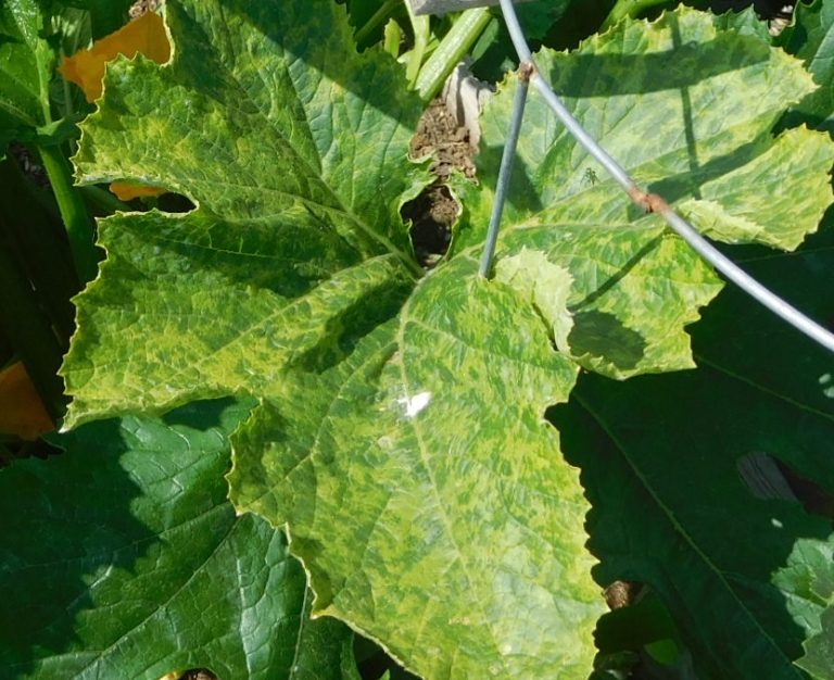 Cucumber Mosaic Virus (CMV)